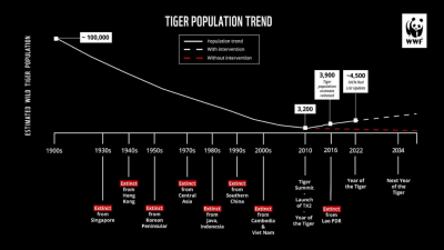 आज विश्व बाघ दिवस : बाघको सङ्ख्या बढेर तेब्बर, व्यवस्थापनमा चुनौती